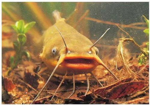 北极鲶鱼爆料博主视频,揭秘博主爆料视频背后的真相  第1张